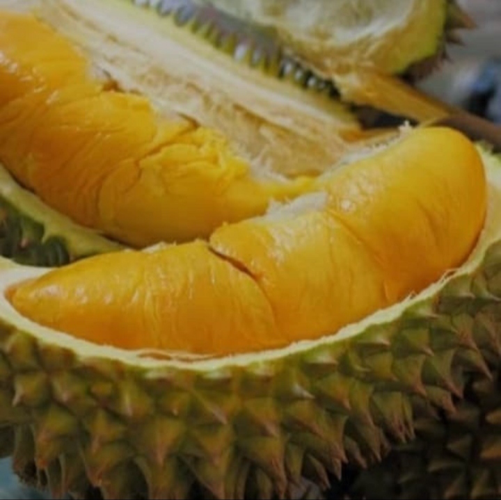 Durian, buah beraroma khas (Foto: Ist/Hatipena) 